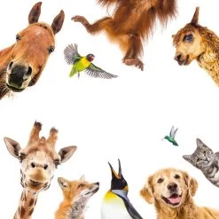 Clementoni Spelend Leren Dierenbingo Educatief Spel -Goedkope baby-en-kleuterspelletjes winkel 550x702 1